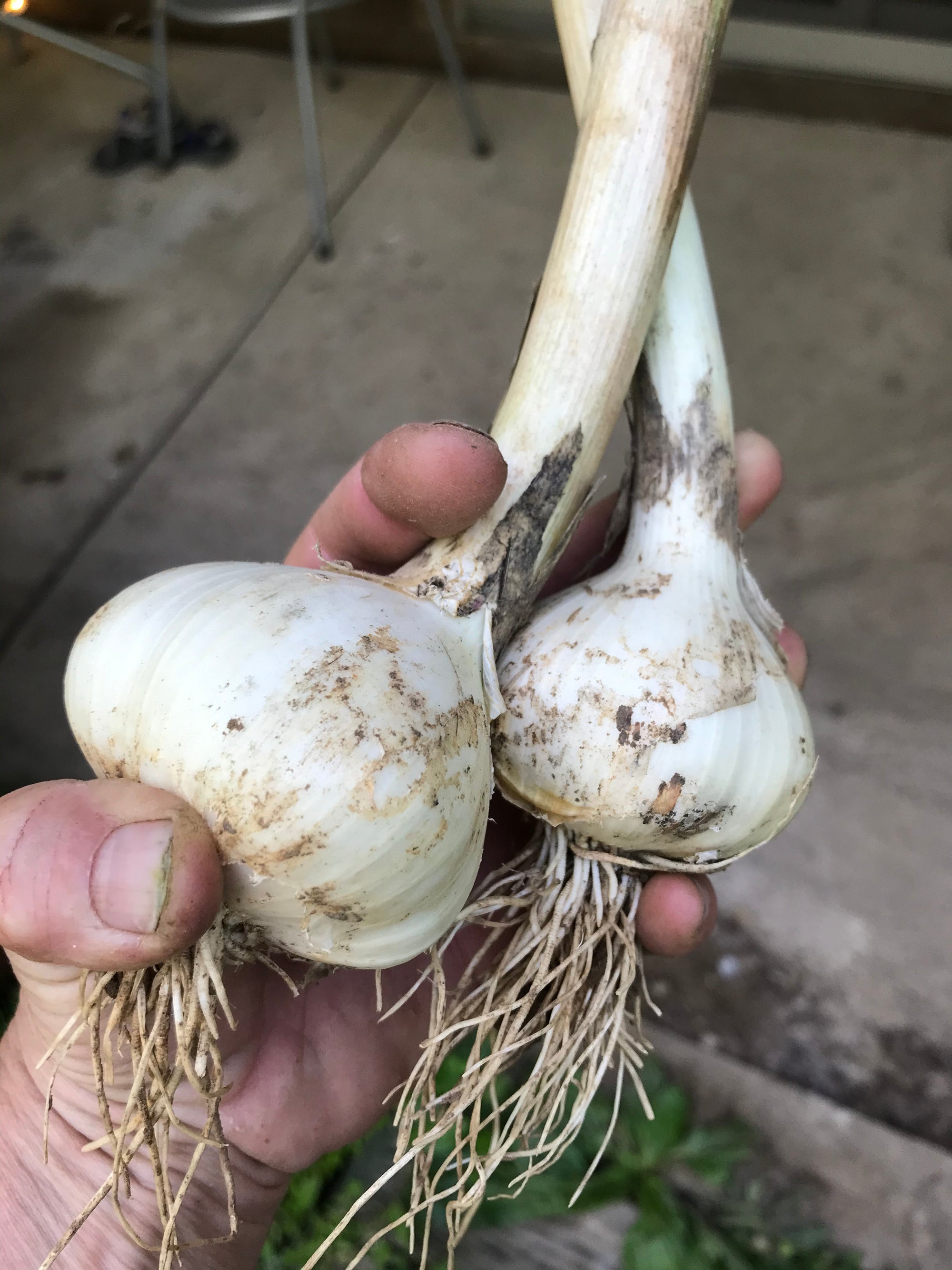 Garlic Head - Certified Organic (BP Farm)