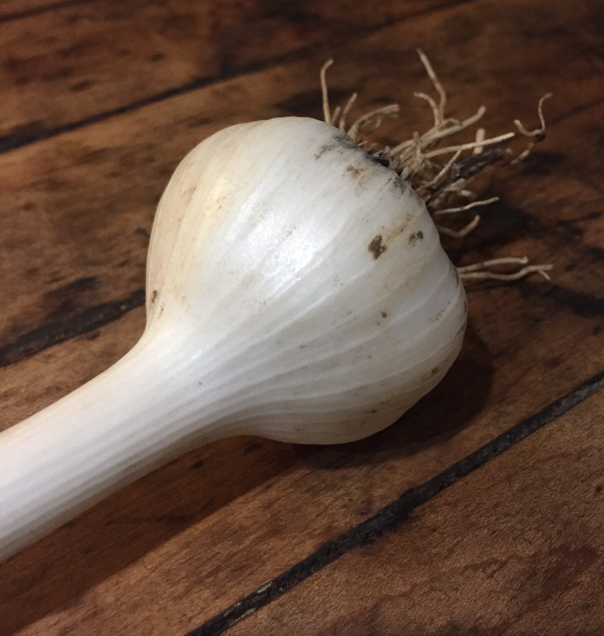 Garlic Head - Certified Organic (BP Farm)